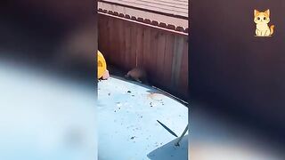 Funny Cats And Wild Animals