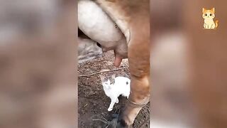 Hilarious Cat Encounters With Animals