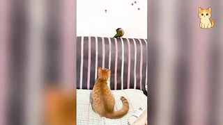 These cats do the funniest things ever