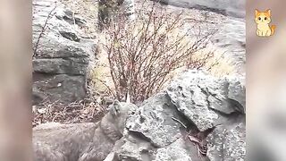 Cats And Other Animals Doing The Strangest Things Ever