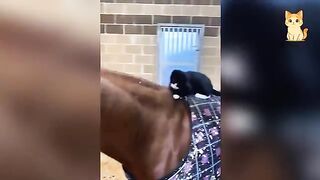 Cats Causing Chaos 7