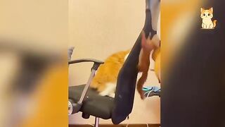 The Funniest Reactions Of Cats To Other Animals Ever
