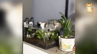 Epic Cat Fails
