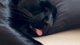 Meu gatinho de estimação esqueceu a língua ligada ????