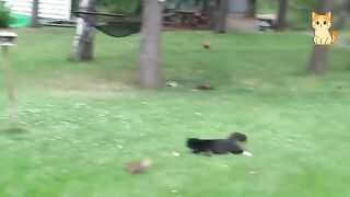 Hilarious Cat & Wild Animal Videos