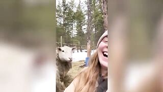 Funniest Cat Videos 2