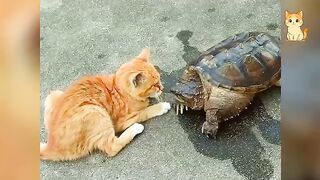 Cats Gone Crazy