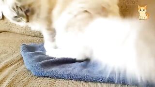 Best Funny Cat Video 2