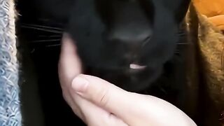 Ele SÓ quer carinho dentro do armário!