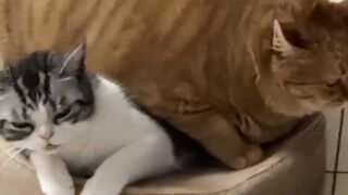 I can'sleep cat