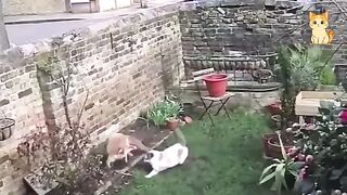 Funny Cat Moments 4
