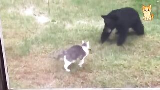 Funny Cat Videos 18