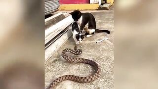 Funny Cat Moments 5
