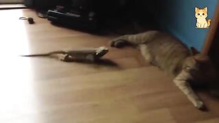 Hilarious Reactions Of Cats And Other Animals You Must Watch Today !