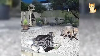 Hilarious Encounters Between Cats And Animals 3