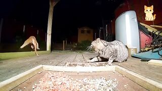 Funny Cat Videos 19