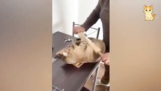 Hilarious kitten reactions that will make you laugh non-stop