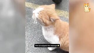 Laugh your head off with these hilarious cats