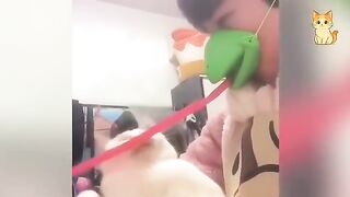 Compilation of funny cat moments