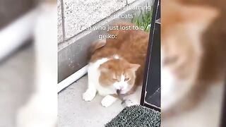 Hilarious Reactions From Cats And Animals You Have To See To Believe 2