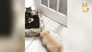Laughing Is Losing With Funny Cats