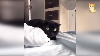Collection of funny and hilarious cat videos