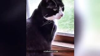Collection Of Funny Cat Videos