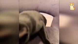 Collection Of Funny Cat Videos 2