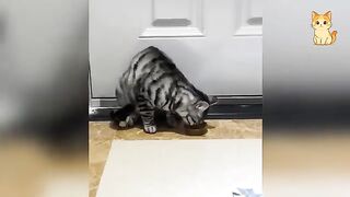 Funniest Cat Video Ever 3