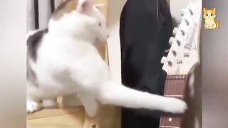 Collection of the funniest cat videos 3