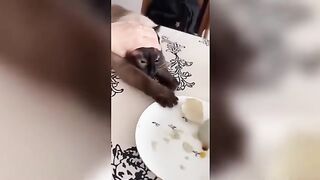 Funny Cats and Dogs 6