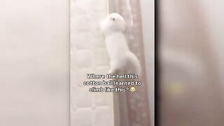 Collection Of Smart Funny Cat Videos