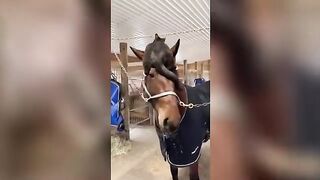 Funniest Cat Videos 3