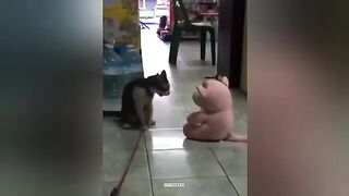 When God Sends You Funny Cats