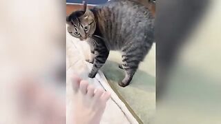Funny and hilarious cat videos