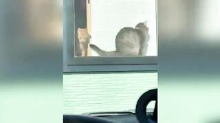 Collection Of The Most Popular Funny Cats