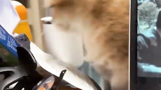 Funny Cat Video Collection