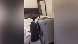 The Funniest Cats