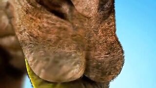 ???? 40 Camels Disqualified After X-Rays Revealed a Shocking Secret! ????