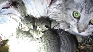 Nobody Thought This Injured Mama Cat Would Survive… Then Everything Changed ❤️????