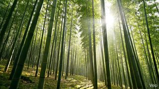 Bamboo_forest_with_sunlight_filt