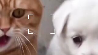 Cat funny video 35