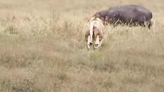 Apex Predator vs. River Giant