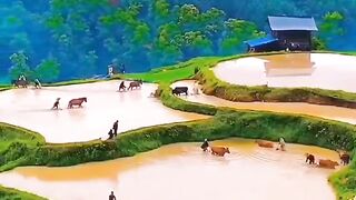 圣淘沙公司开户注册会员账号