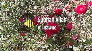 #natural_beauty #spring_season #rose_flowers