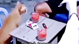 sini ku temenin - Tigerasia88