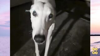Uji Tahan Dingin Ras Anjing versi bola88