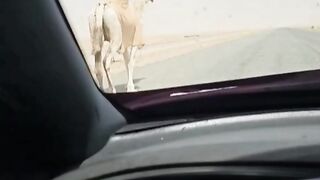 King of deserts