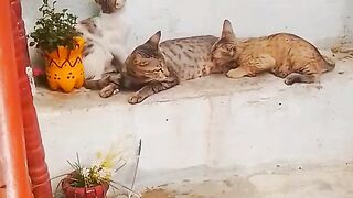 Cat and kitten playing