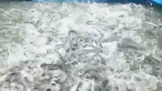 4 Komponen ini pada air kolam WAJIB stabil